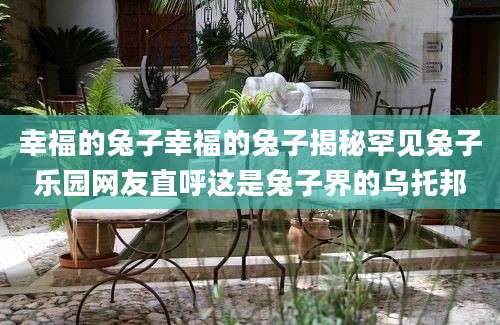 幸福的兔子幸福的兔子揭秘罕见兔子乐园网友直呼这是兔子界的乌托邦