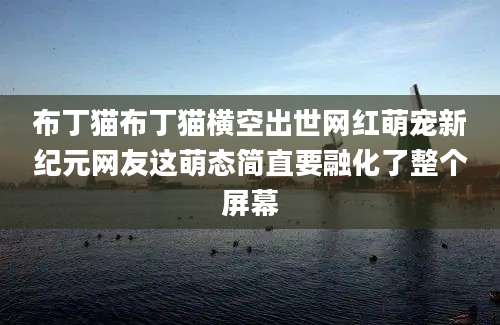 布丁猫布丁猫横空出世网红萌宠新纪元网友这萌态简直要融化了整个屏幕