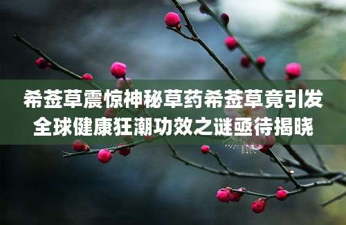 希莶草震惊神秘草药希莶草竟引发全球健康狂潮功效之谜亟待揭晓